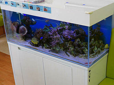 熱帯魚アクアリウム水槽（60・90・120）